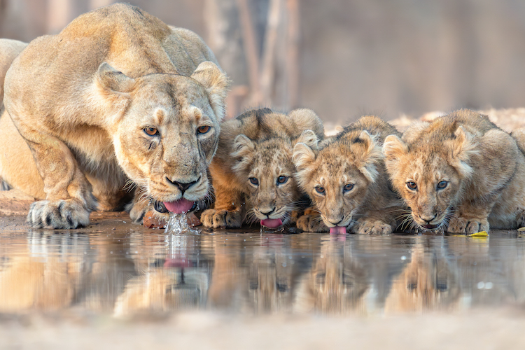 Jie Fischer Family Gathering